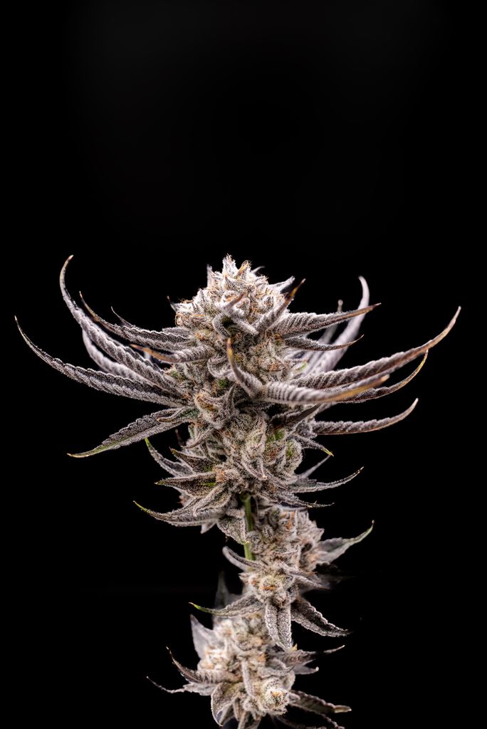 White Truffle BX1 — a single frosted cola photographed against black.